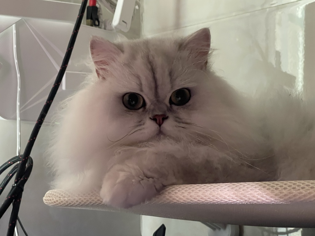 金吉拉猫猫趴在架子上的照片