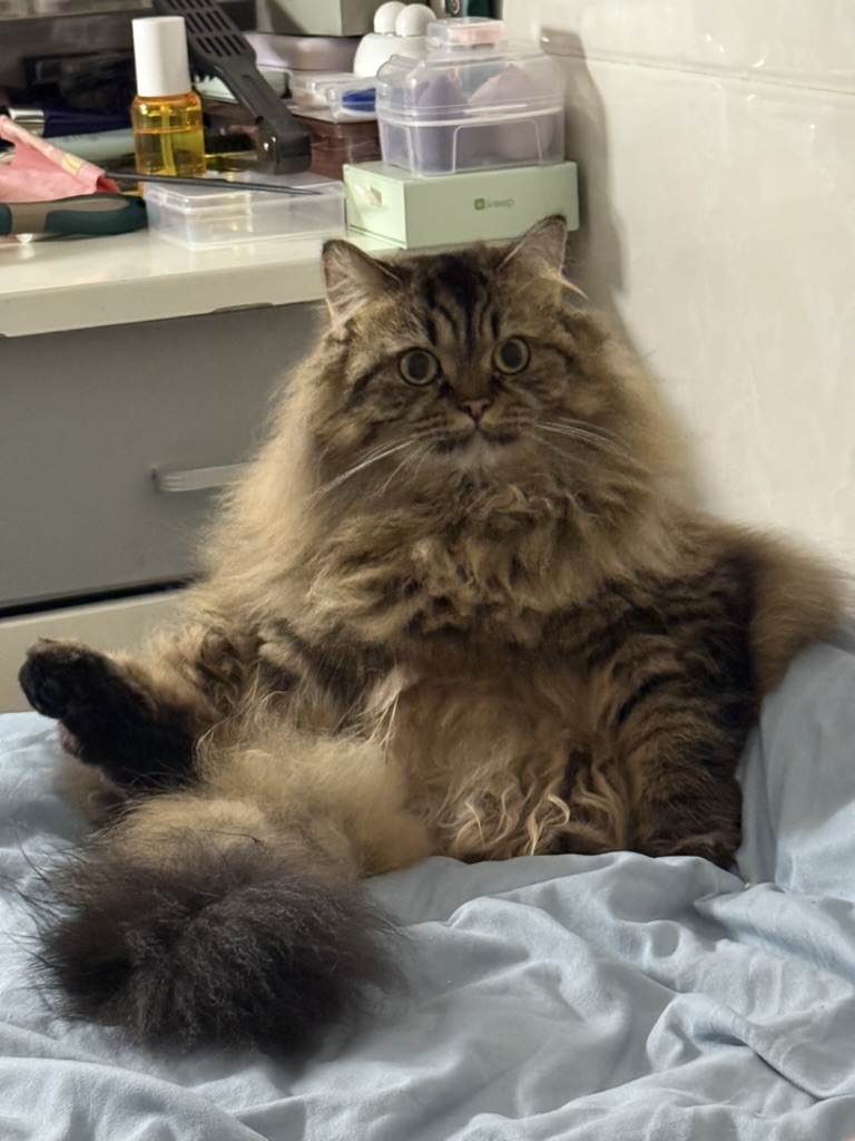 金虎斑猫猫坐在床上的照片